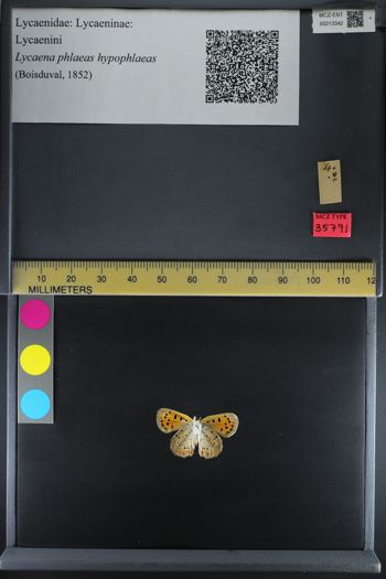 Media type: image;   Entomology 213342